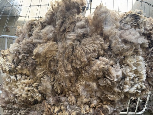 Raw Wool Fleece CVM Breed 7 lbs 10 oz Light Brown Great Crimp! 2025 Kostos - Picture 6 of 8