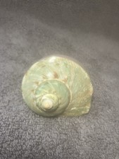 Large Green Turban Shell Turbo Marmoratus Natural Mother Of Pearl Shell 4.3oz