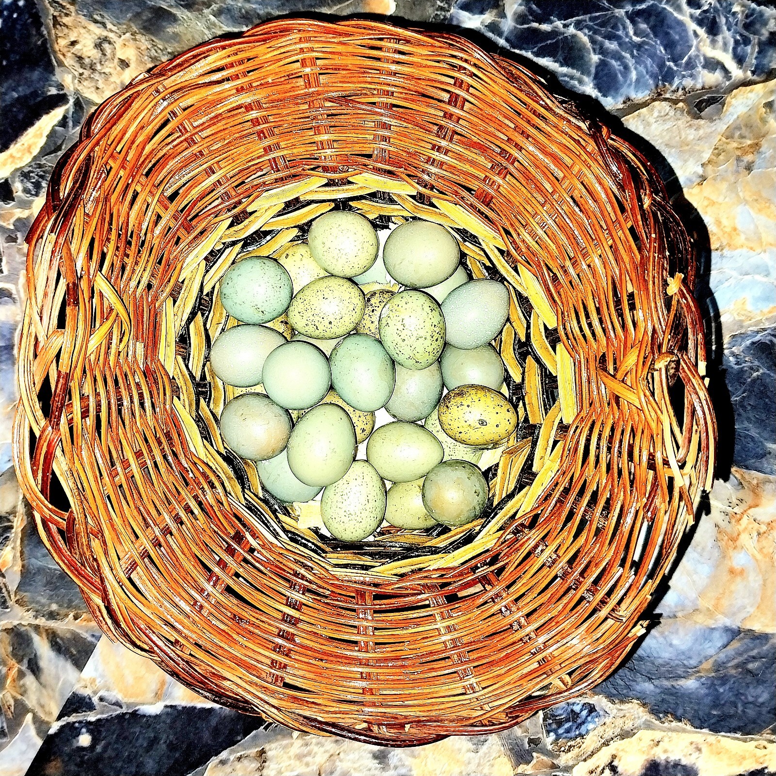 fertile button quail eggs hatching eBay