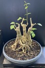 Gmelina Philippensis Parrot’s Beak bonsai Large base Three trunk planting — photo 2