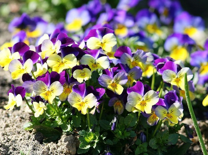 VIOLA Heartsease 125+ seeds johnny jump up flower garden EDIBLE cottage