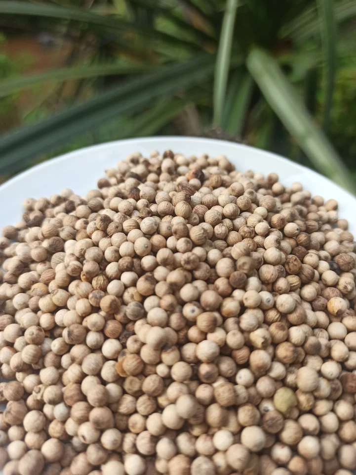 White Pepper Organic – 100% Natural Ceylon Spice | Grown in Sri Lanka - Image 3 of 4