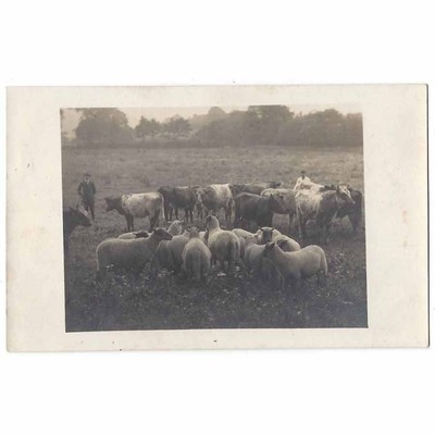 LAMPETER Jack Jones, der Schlächter und sein Sohn, Cardiganshire RP Postkarte unbenutzt