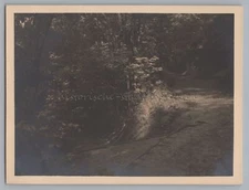 Fürstenberg an der Weser LK Holzminden 1931 Forest Path Old Photo