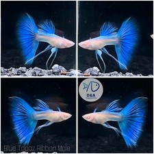1 Male   Live Aquarium Guppy Fish High Quality Albino Sky Blue Topaz Ribbon 