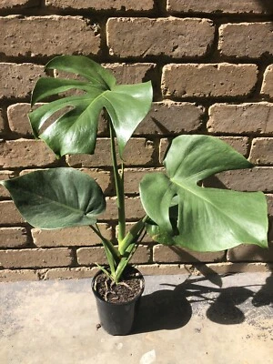Houseplant Mostera Deliciosa Fruit Salad Plant Plants Gumtree