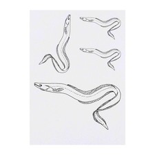 4 x 'Eel' Temporary Tattoos / Transfers TO00056006 