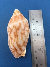 #3 Voluta (Cymbiola) vespertilio 78.7mm Dredged Sulu Sea Philippines