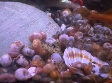 25 Small Ramshorn Snails for Pea Puffers - Assorted Colors, Home Tank Breed A