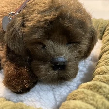 PERFECT PETZZZ Realistic Beathing Brown Puppy Dog Battery Operated & Bed WORKS