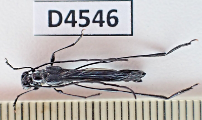 D4546. Insects, Cerambycidae: Necydalis sp. Vietnam North | eBay