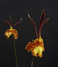 (719-1)  Psychopsis Mariposa (Pyp.papilio x Kalihi)   NBS