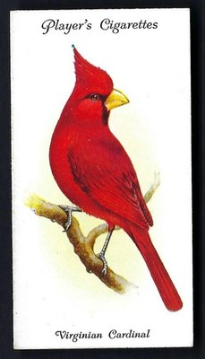 SPIELER - VOLIERE UND KÄFIGVÖGEL - #41 VIRGINIAN CARDINAL
