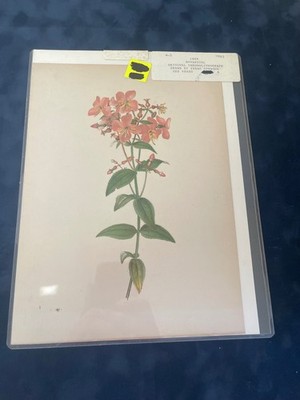 Isaac Sprague Original Chromolithograph 1885 Botanical Flower Art Print