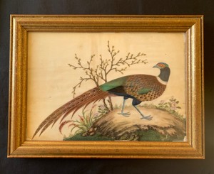 A Lovely Antique 19th Century Chinese Painting on Pith Paper - Pheasant