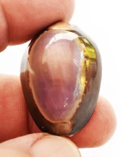 Set of 6 Small Purple Top Snake Head Cowries (1") Shells Beach Jewelry Crafts