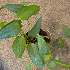 Cebu Blue Pothos (Epipremnum Pinnatum) 5" in Clear Nursery Pot
