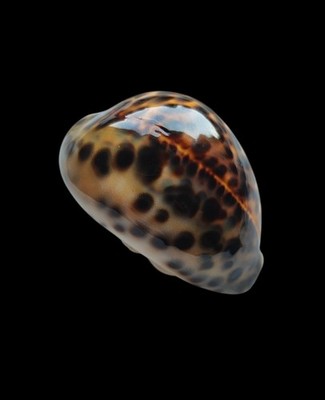 SHELL SHELL CYPRAEA TIGRIS mm.72 beautiful one MALAYSIA