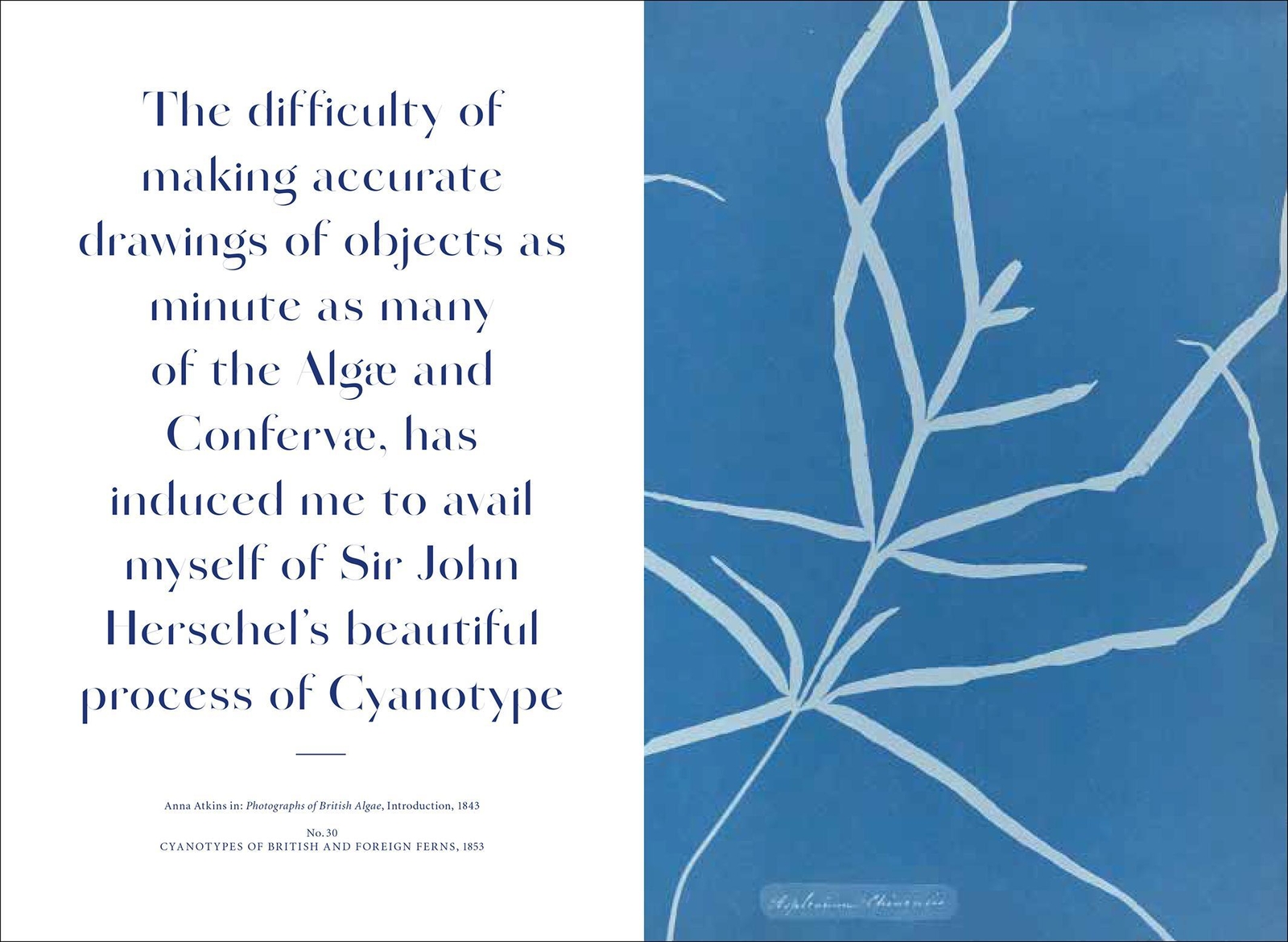 Thumbnail - Anna Atkins Rolf Sachsse