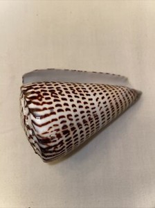 Sonus Lindaconus Shell from the Philppines