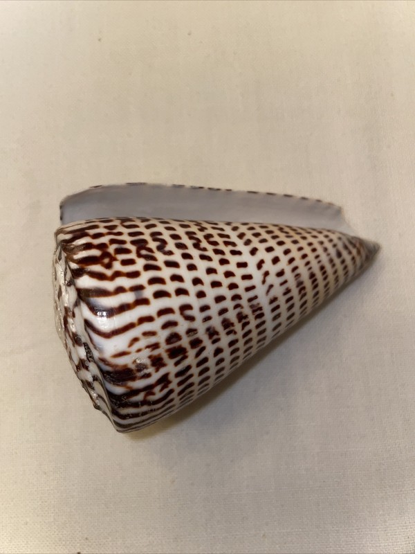 Sonus Lindaconus Shell from the Philppines