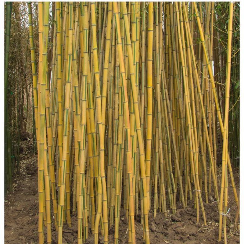 MOSO BAMBOO (Phyllostachys pubescens) 100 seeds SALES eBay