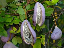 Chocolate Vine {Akebia quinata} 'Purple Bouquet' | Edible 5 seeds Free Shipping!