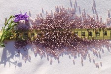11/0 Toho Seed Beads 197-Silver Lined Frosted Lt. Amethyst/28 grams 26F