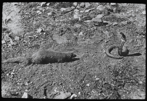 COBRA AND A MONGOOSE C1910 PHOTO Magic Lantern Slide SNAKE REPTILE - Picture 1 of 3