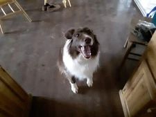 Rio loves worms , 175  Red Wigglers  100% live deliver