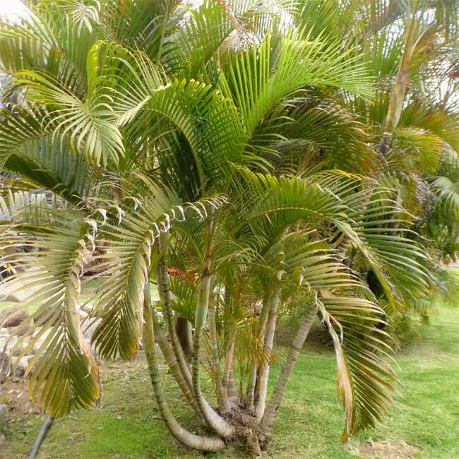 Areca lutescens 2024
