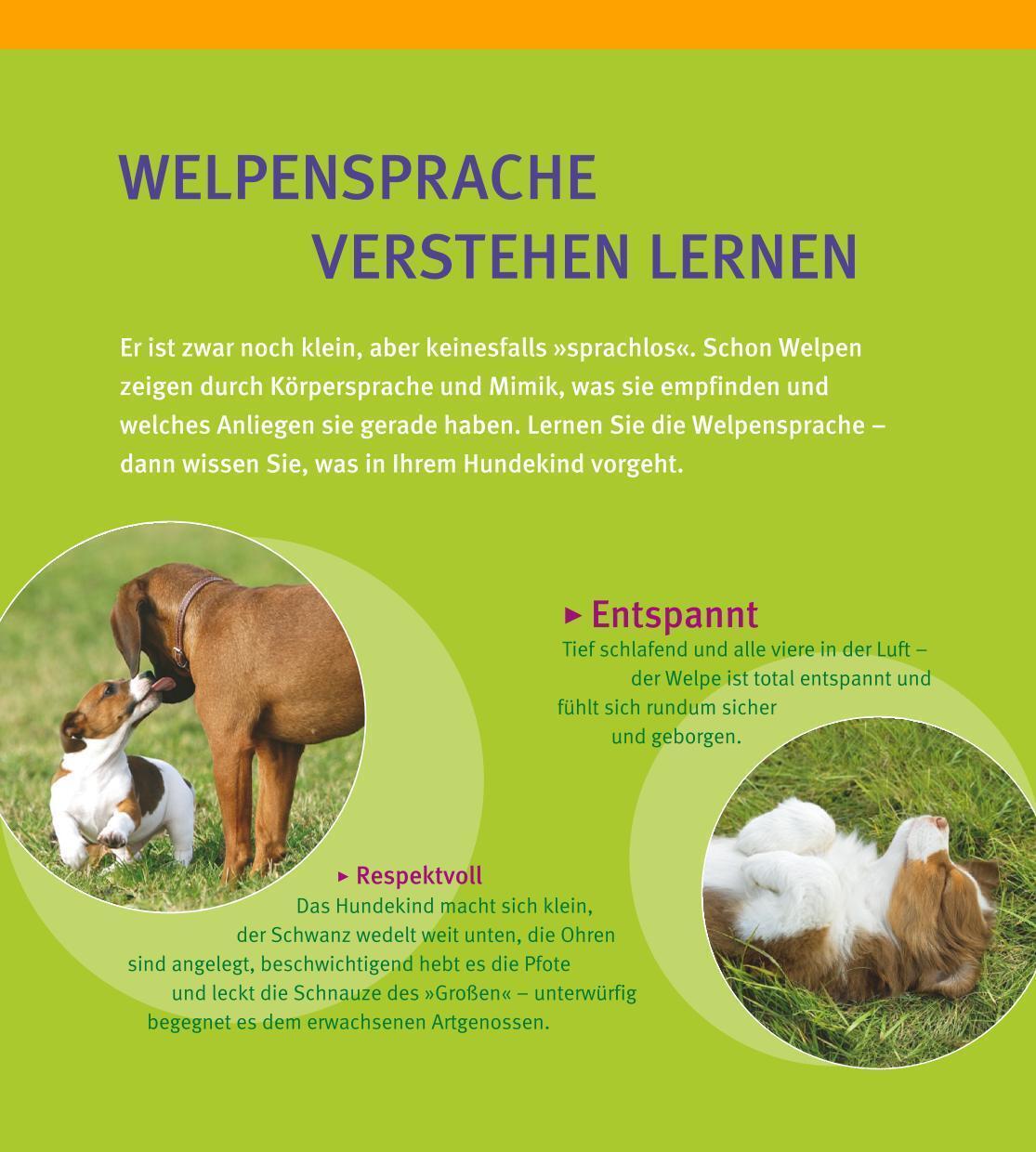 Thumbnail - Welpen-erziehung | Katharina Schlegl-kofler | Taschenbuch | Haus &