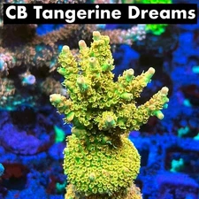 Thirstysreef Acropora Coral Tangerine Dream 3/4 Inch