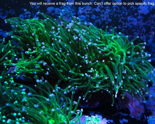 Pink Tip Ultra Green Torch coral frag - 1 head
