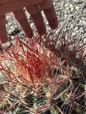 Ferocactus Stainesi Pilosus Cactus Natale  ( Mexico ) Spine Arancione Vaso 18 Cm