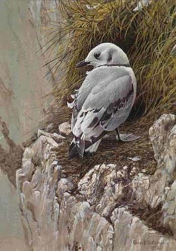 Robert Bateman Young Kittiwake - Sea Bird - Imagen 1 de 1