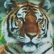 Tiger Counted Cross Stitch Chart No. 2-96 