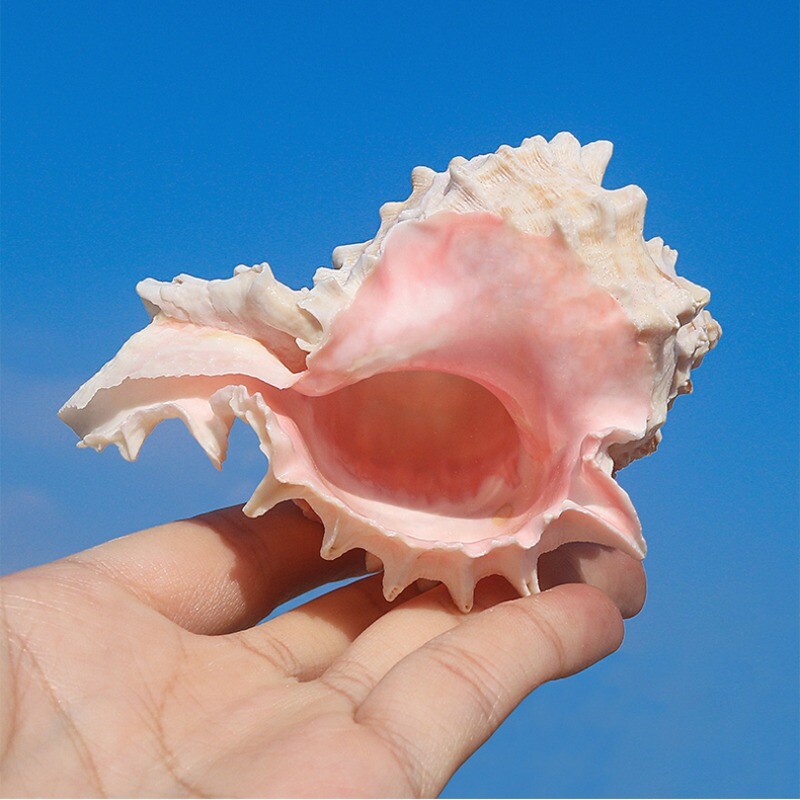 Cute Pink Conch Shells Natural Sea Snail Aquarium Fish Tank Landscape ...