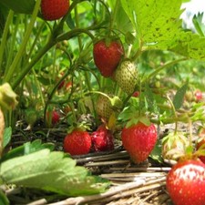 Strawberry Patch Fragrance Oil - 16 OZ/1 LB - For Candle and Soap Making by...