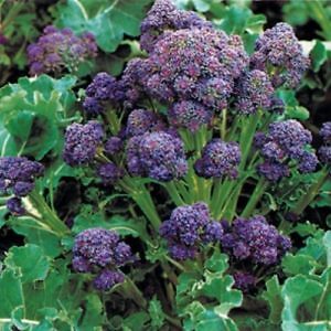 Broccoli Sprouting Summer Purple 100 seeds