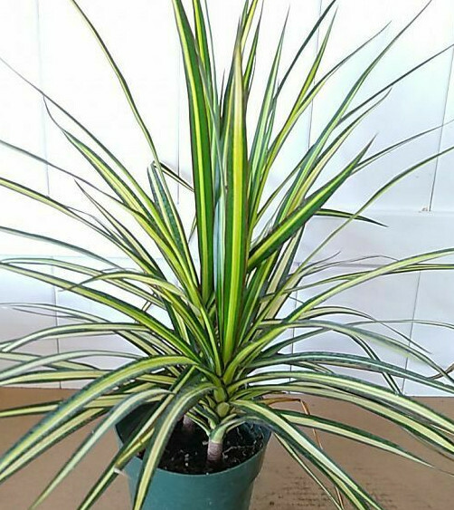 VARIEGATED DRACAENA KIWI +Free Heat Awesome Colored Dragon Tree COLORFUL |  eBay