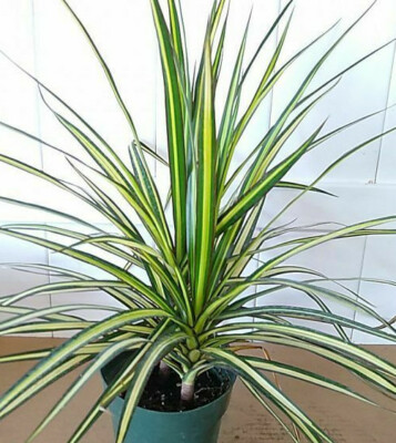 VARIEGATED DRACAENA KIWI +Free Heat Awesome Colored Dragon Tree COLORFUL |  eBay