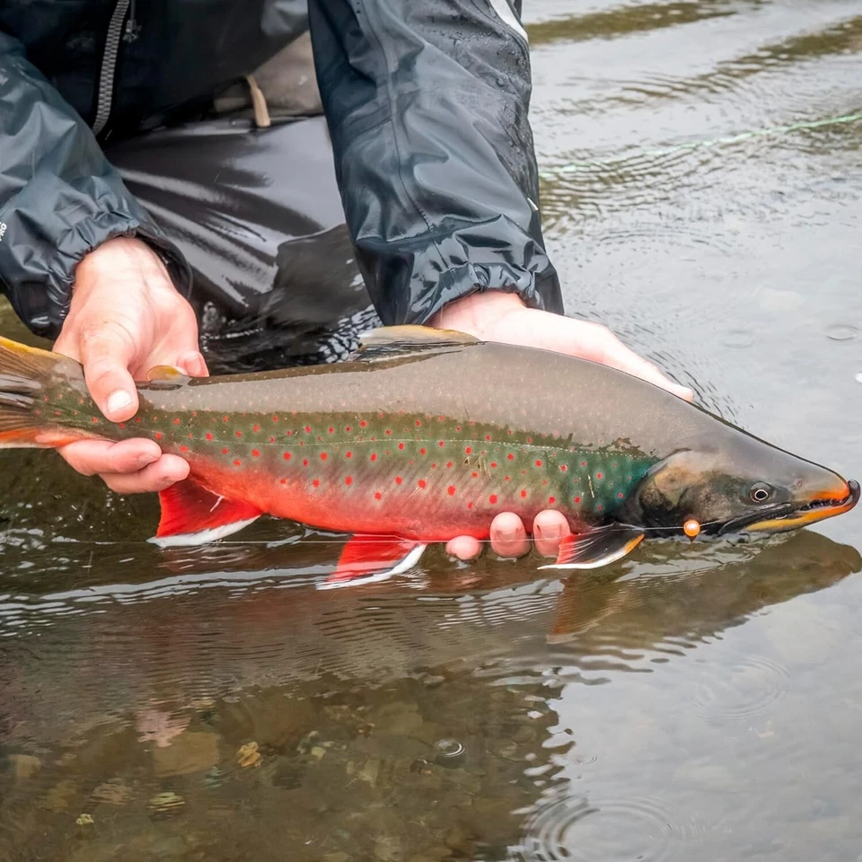 Premium Dry Flies for Trout - Lucent Wing Grey Drake - 3 Pack - Hook Size 12 - Image 3 of 4