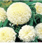 30 x TAGETES ERECTA - KILIMANJARO F1 - VANILLA MARIGOLD Seeds