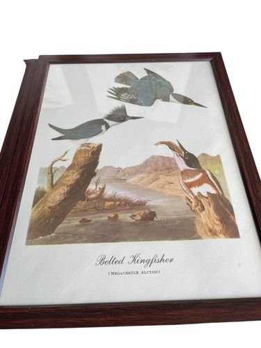 Set stampe uccellini stile Audubon con cornice vintage (4) Turchia selvaggia, decorazione passero - Foto 5 di 9