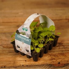 Plug Plants Geranium White - 20 Per Tray - Summer Flowering Garden Plants