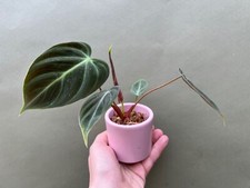 Philodendron spec. El Choco Red Babyplant