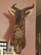 African Tsessebe Shoulder Taxidermy Shoulder Mount Beautiful Color (A)