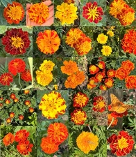 French Marigold SPRY MIX DOUBLE DWARF Beneficial Plant Non-GMO 100 Seeds