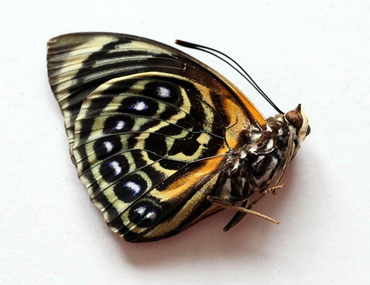 Agrias 2頭、　　 Phalcidon AGRIAS PHALCIDON - unmounted butterfly | eBay